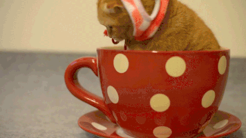 Kitten in a Cup GIF - Cat Gif: What a cute kitten in a cup! #Caturday