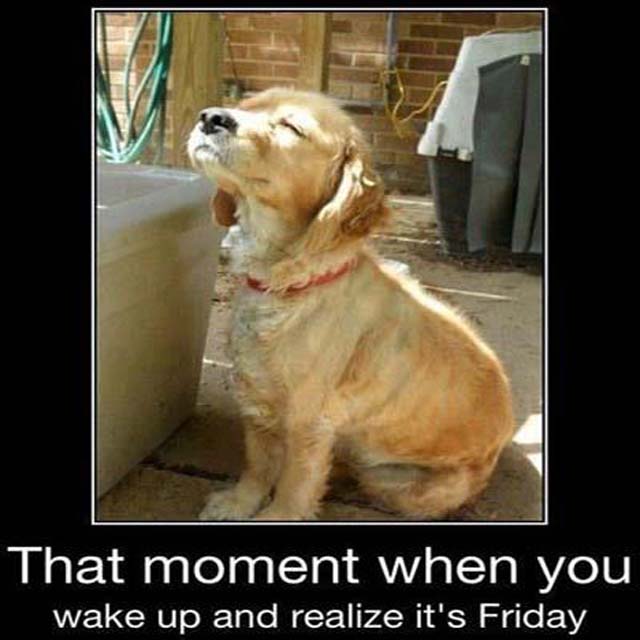 Friday Dog: The moment when you wake up and realize it's Friday. #TGIF #FridayFun