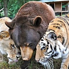 Baloo the bear, Leo the lion, Shere Kahn the tiger
