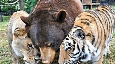 Baloo the bear, Leo the lion, Shere Kahn the tiger