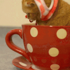 Kitten in a Cup GIF