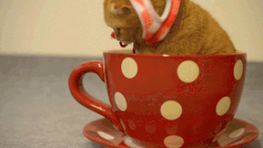 Kitten in a Cup GIF