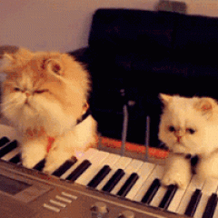 Cats Playing Piano Gif