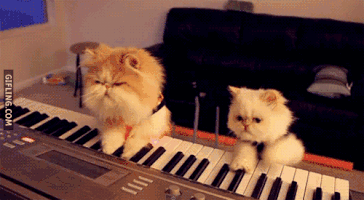 Cats Playing Piano Gif - Two cats playing a mean piano! Really cool! #Caturday #cats #gif