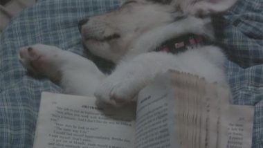 Love a Good Book meme